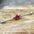 316L Stainless Steel Red Rose Industrial Barbell