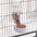 Pet Feeding Product For Puppy Cats Rabbit Birds - Automatic Cage Hanging Bowl, Water Bottle, Food Container Dispenser